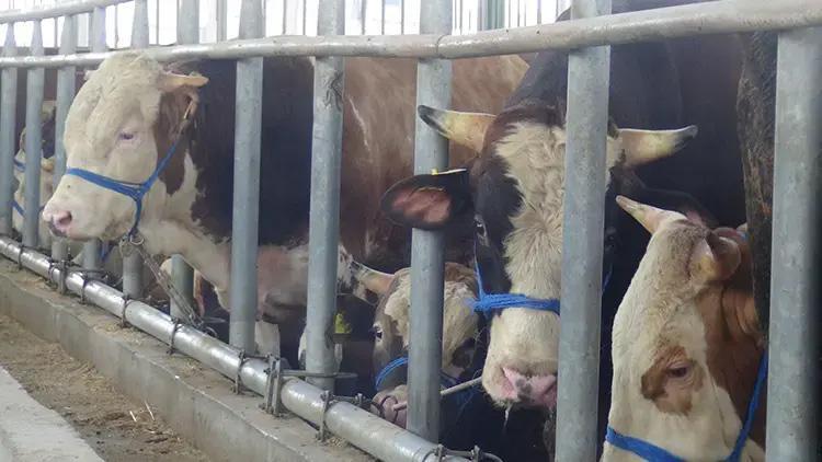 Akika Kurbanı Nedir ve Ne Zaman Kesilir?