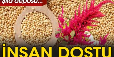 amaranth-nedir-faydalari-nelerdir-sAbf7lnt.jpg