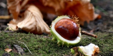 at-kestanesi-nedir-ne-ise-yarar-at-kestanesinin-faydalari-nelerdir-IPR8IF8g.jpg