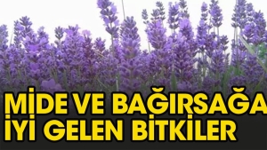 bagirsak-ve-mideye-guzel-gelen-iki-kur-u4h3Xa2c.jpg