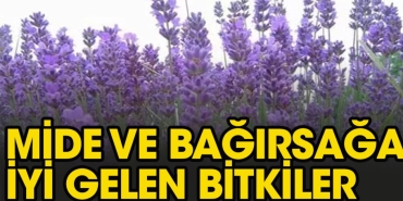 bagirsak-ve-mideye-guzel-gelen-iki-kur-u4h3Xa2c.jpg