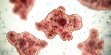 beyin-yiyen-amip-naegleria-fowleri-hakkinda-bilmeniz-gerekenler-HyFXCUq3.jpg