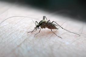 bilim-insanlari-sivrisineklerin-insan-kokusunu-nasil-ayirt-ettigini-buldu-bG1s2ZgA.jpg
