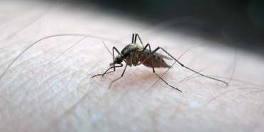 bilim-insanlari-sivrisineklerin-insan-kokusunu-nasil-ayirt-ettigini-buldu-bG1s2ZgA.jpg