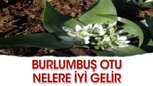 burlumbus-otu-nedir-neye-yeterli-gelir-zdkedZFC.jpg