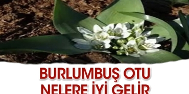 burlumbus-otu-nedir-neye-yeterli-gelir-zdkedZFC.jpg