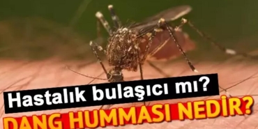 dang-hummasi-belirtileri-bulasma-yontemleri-ve-korunma-yollari-35Kld9DV.jpg