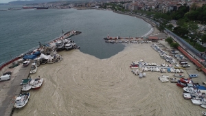 deniz-salyasi-olusumunun-marmara-denizine-etkileri-arastiriliyor-nPtOB3DA.jpg