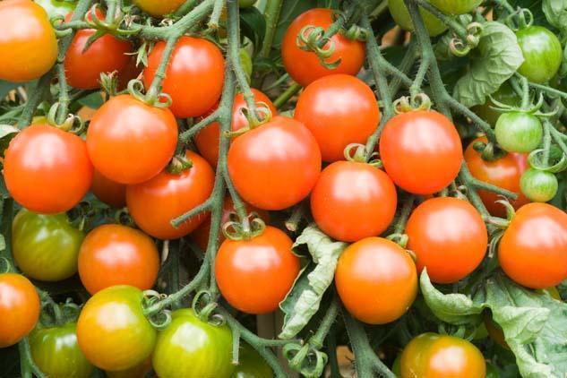 Domatesin Besin Değeri ve Sağlık Faydaları