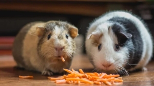 elon-musk-tweetledi-hamster-coin-nedir-ne-kadar-kac-tl-cah4jcXg.jpg