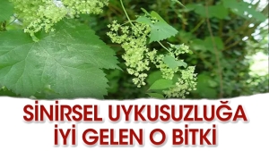 iste-sinirsel-uykusuzluga-uygun-gelen-bitkiler-IAEPpIHB.jpg