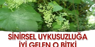 iste-sinirsel-uykusuzluga-uygun-gelen-bitkiler-IAEPpIHB.jpg
