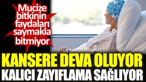 kansere-deva-oluyor-kalici-zayiflama-sagliyor-mucize-bitkinin-yararlari-saymakla-bitmiyor-vTDWaV4c.jpg