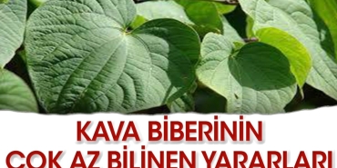 kava-biberi-nedir-faydalari-nelerdir-pROAbcwy.jpg
