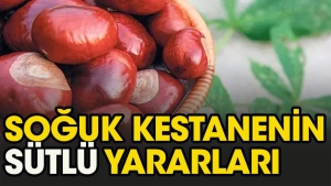 kestane-nasil-yenmeli-iiUVJdSF.jpg