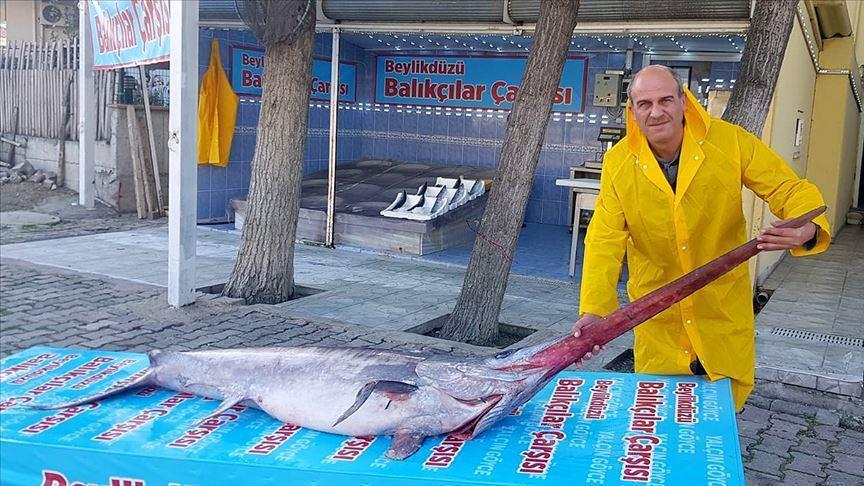 Kılıç Balığı: Özellikleri, Faydaları ve Tarifleri