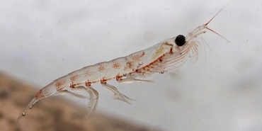 krill-yagi-nedir-krill-yagi-nasil-ve-ne-icin-kullanilir-HRJPGm6Z.jpg