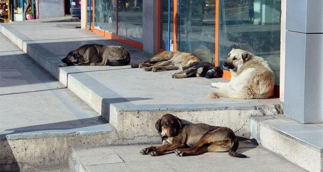 Kuduz Hastalığı: Belirtiler, Bulaşma Yolları ve Tedavi Yöntemleri