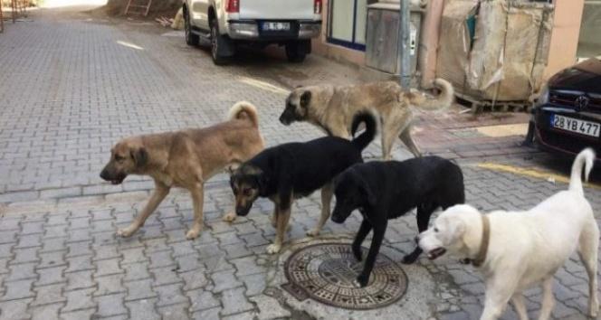 Kuduz Hastalığı: Belirtiler, Bulaşma Yolları ve Tedavi Yöntemleri