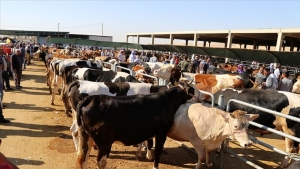 kurban-bayraminda-ise-yaracak-bilgi-hayvanin-hangi-bolgesi-ne-icin-kullanilir-azhvw5sJ.jpg
