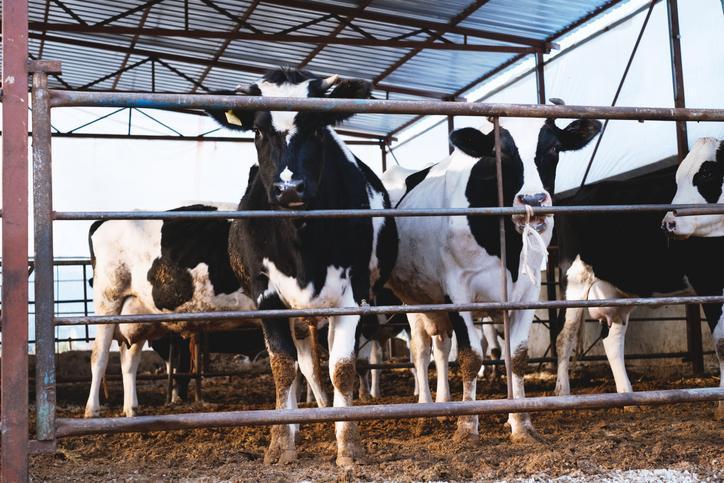 Kurban Kesim Duası ve İbadetin Önemi