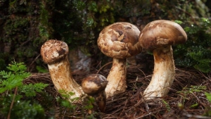 matsutake-mantari-nedir-nerede-yetisir-matsutake-mantari-yenir-mi-faydalari-nelerdir-TiW75YFc.jpg