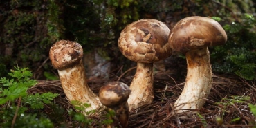 matsutake-mantari-nedir-nerede-yetisir-matsutake-mantari-yenir-mi-faydalari-nelerdir-TiW75YFc.jpg
