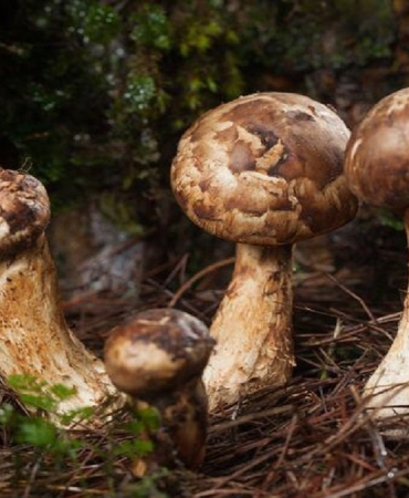 matsutake-mantari-nedir-nerede-yetisir-matsutake-mantari-yenir-mi-faydalari-nelerdir-TiW75YFc.jpg