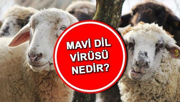 Mavi Dil Hastalığı: Belirtileri ve Tedavisi