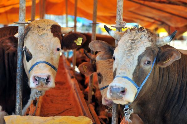 Mavi Dil Hastalığı: Belirtileri, Bulaşma Yöntemleri ve Tedavi Yöntemleri