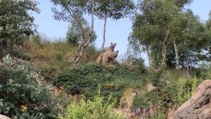 nemrut-golune-daldigi-sirada-ayilarla-karsilasti-O7VN1aLR.jpg