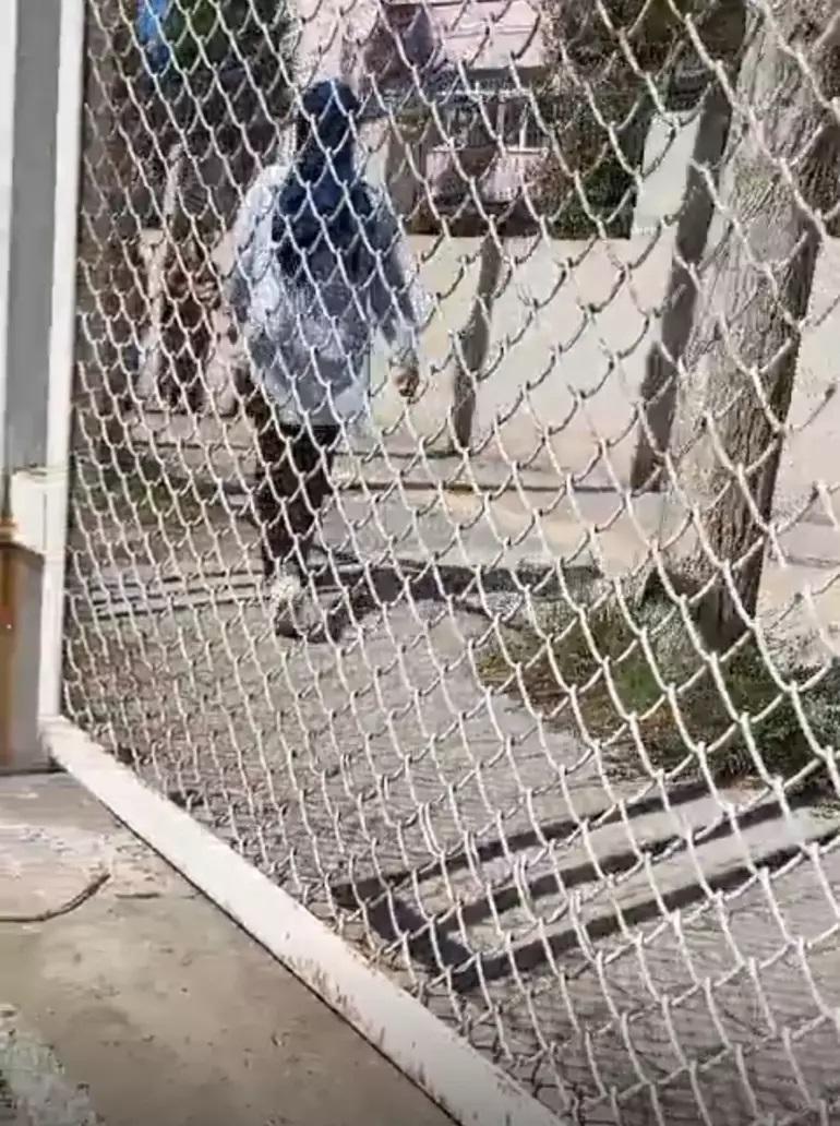 Rojin Kabaiş'in Kaybolması: Arama Çalışmaları ve Son Gelişmeler