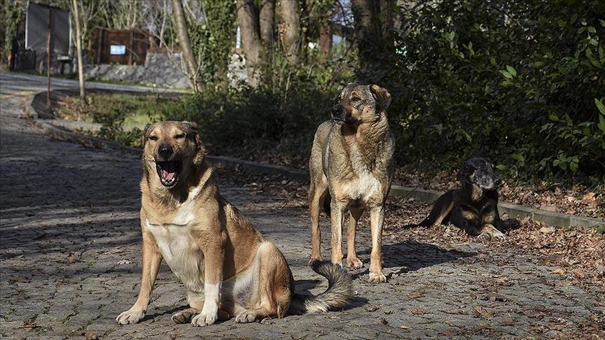 Sahipsiz Hayvanlara Yönelik Yeni Düzenlemeler Yürürlüğe Girdi