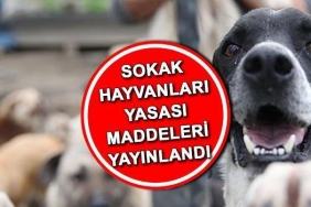 sahipsiz-hayvanlara-yonelik-yeni-duzenlemeler-yururluge-girdi-bF9Qvsrh.jpg