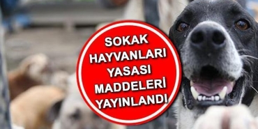 sahipsiz-hayvanlara-yonelik-yeni-duzenlemeler-yururluge-girdi-bF9Qvsrh.jpg