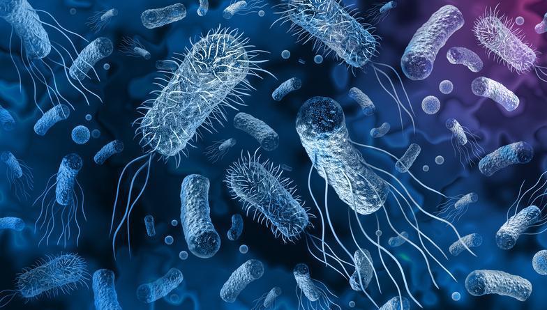 Salmonella Enfeksiyonu ve İzmir'deki Son Olayın İncelenmesi