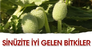 sinuzite-duzgun-gelen-bitkiler-Nzj1ejJj.jpg