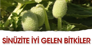 sinuzite-duzgun-gelen-bitkiler-Nzj1ejJj.jpg