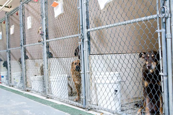Başbıçak Sokak Köpekleri Uyutulacak Mı?