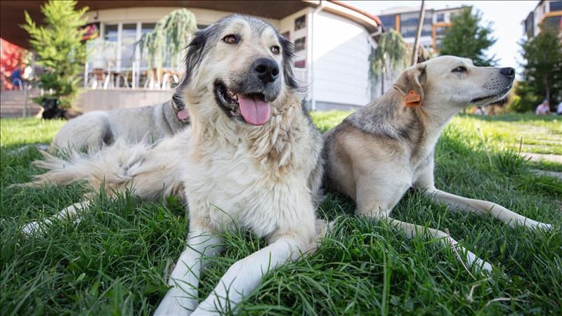Sokak Köpekleri Yasası: Ötanazi ve Sahiplenme Süreçleri
