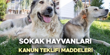 sokak-kopekleri-yasasi-otanazi-ve-sahiplenme-surecleri-qi1m7YiP.jpg