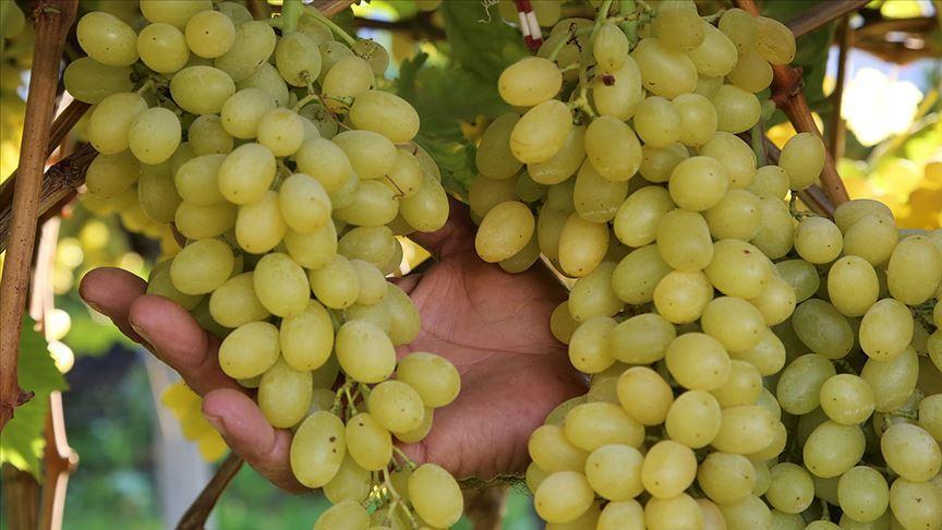 Yılbaşında Masanın Altında 12 Üzüm Yemenin Anlamı