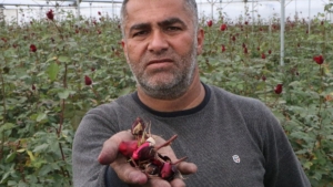adanada-kadinlar-gunune-hazirlanan-kirmizi-gulleri-soguk-vurdu-eOC2Ic1k.jpg