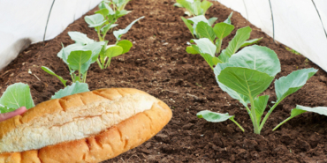 bayat-ekmekleri-bahceye-gubre-yapin-bitkileriniz-nasil-canlaniyor-gorun-HylSc5UA.jpg